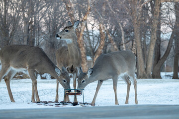 Landscape view of three white-tailed deer eating at a corn feeder in a woodland backyard on a winter day