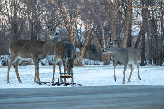 Landscape view of three white-tailed deer eating at a corn feeder in a woodland backyard on a winter day
