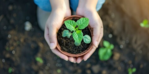 Green Beginnings, Woman Hands Planting a Sprout on International Plant Appreciation Day, Earth Day, Environment Day
