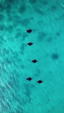Aerial portrait video of five manta rays following each other and swimming in the same direction. Beautiful reef manta rays swimming in Exmouth Gulf, Western Australia. Amazing wildlife moment.