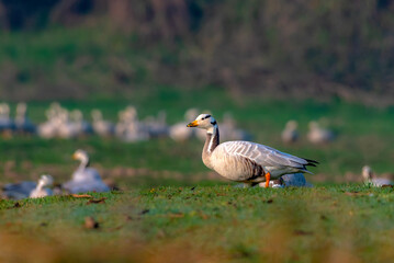 The bar-headed goose is a goose that breeds in Central Asia in colonies of thousands near mountain lakes and winters in South Asia, as far south as peninsular India
