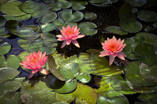 Water Lilly flowers in pond