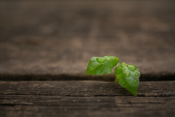 Young green sprout, leaf on wooden background. Wood background. Texture