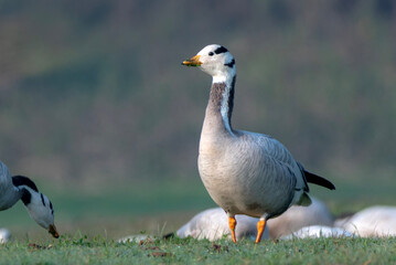 The bar-headed goose is a goose that breeds in Central Asia in colonies of thousands near mountain lakes and winters in South Asia, as far south as peninsular India
