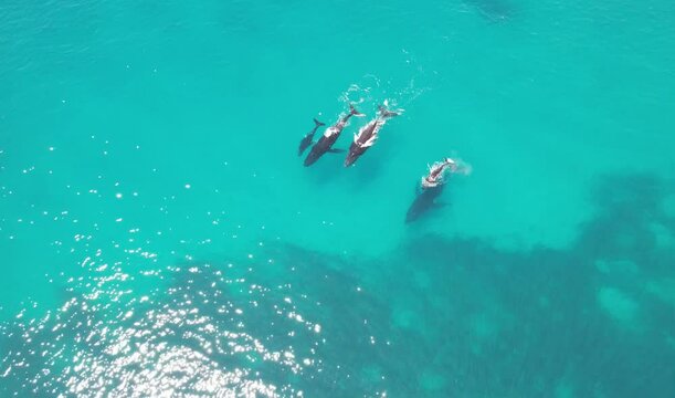 Aerial video of a family of humpback whales. Five whales swimming together and breathing at the surface, 3 adults and 2 kids. Captured in Exmouth, Western Australia.	
