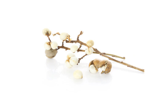seeds of Chinese tallow tree isolated on a white background