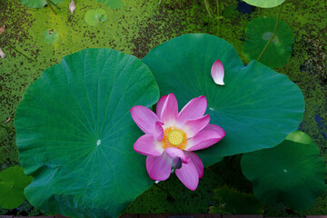Top view of a lovely pink water lily blooming amid green leaves with duckweed floating in the pond...