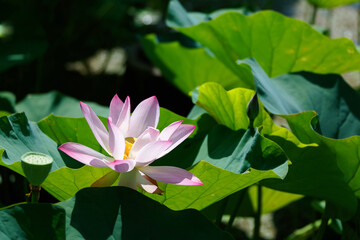Obraz premium Closeup of a lovely pink lotus flower with delicate petals blooming among green lush leaves in a lotus pond under bright summer sunshine, in a soothing and relaxing atmosphere