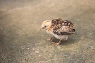A little chicken is sick and the background is blurred