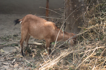 A goat eating leaves and background blur