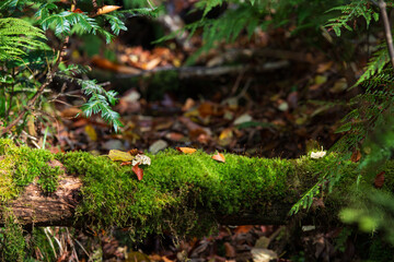 苔と落ち葉