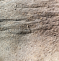 Elephant skin as an abstract background. Texture