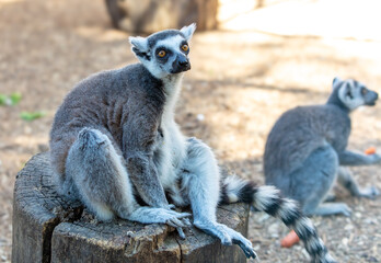 Portrait of a lemur in the zoo