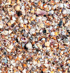 Seashells on the seashore close-up. Background