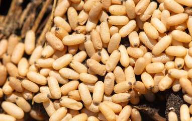 Close up of red ant eggs. Macro