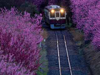 春の夜明けの冷たい空気の中を走る列車とハナモモの花