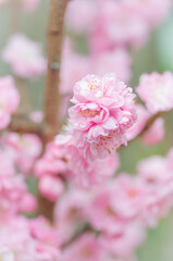 Pink cherry blossoms in a natural orchard setting. Perfect for conveying the beauty of nature, such as floral banners, spring-themed designs, or serene background for diverse creative projects.
