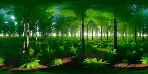 Photo sur Plexiglas Vert A spruce forest 003