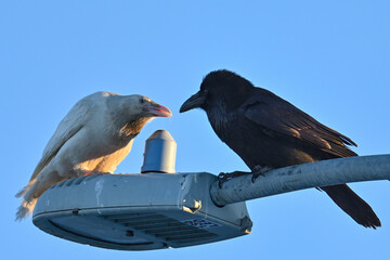 A pair of ravens, one a rare white raven with bright blue eyes, the result of leucism caused by the...