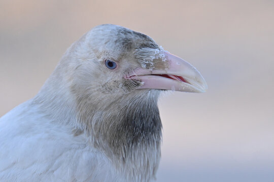 A rare white raven with bright blue eyes, the result of leucism caused by the lack of melanin pigment, in Anchorage, Alaska.
