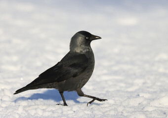 Jackdaw