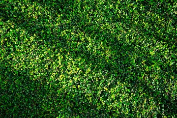 Foto op Plexiglas green bush leaf background with light and shade pattern © PopSamatcha