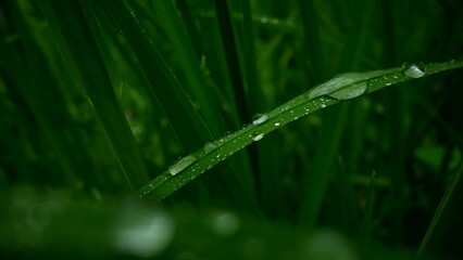 Fresh green grass with dew drops clips,Dew drop on the grass shining in the morning rays of sun. Grass is waving in the wind.