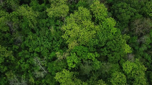 Aerial drone view of tropical green rainforest. Top down view and backwards drone shoot movement of woodland. Lush trees in rural areas.