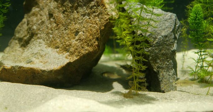 Two rocks in aquarium with hornwort with fish swim between them