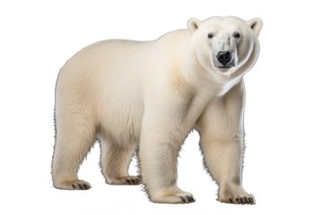 A majestic polar bear walking isolated on transparent background