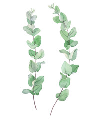 Eucalyptus branches, watercolor isolated illustration for your design, delicate hand drawn plants on long stems. - 722747414