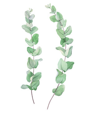 Eucalyptus branches, watercolor isolated illustration for your design, delicate hand drawn plants on long stems.