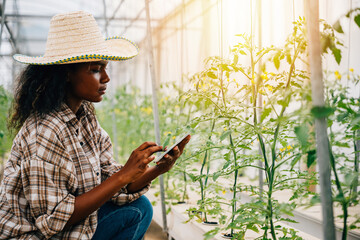 Black woman agronomist uses a tablet to control and check tomato quality in a farm greenhouse. Joyful worker inspecting plants in an environment of smart farming innovation. - obrazy, fototapety, plakaty