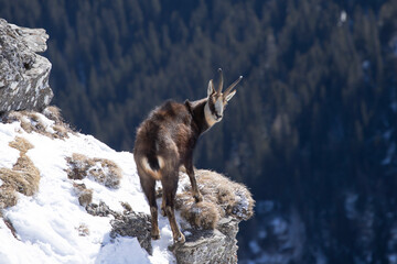 Black goat in the mountains wildlife in Romania.