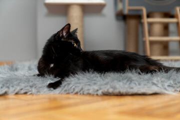 black cat lying, sleeping, looking, playing on shaggy rug, carpet, mat in front of cat house. in...