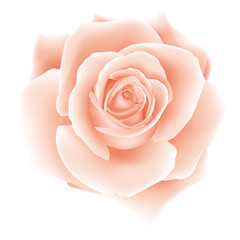 delicate pink beige rose vector illustration