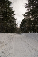 a road in a snowy forest