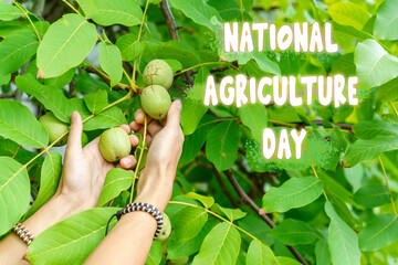 National Agriculture Day With a Handful of Freshly Harvested Nuts in a Lush Garden