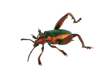 A frog leg beetle (Sagra sp) on isolated background, frog leg beetle (Sagra sp) closeup