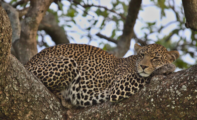 beautiful leopard sleeping peacefully in a tree branch in the wild serengeti national park, tanzania