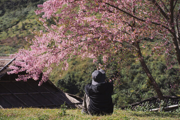 travel and work concept with solo freelancer man sit under cherry blossom tree and relax with layer of mountain background