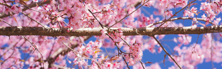 travel in nature concept with pink cherry blossom tree and clear sky in springtime season