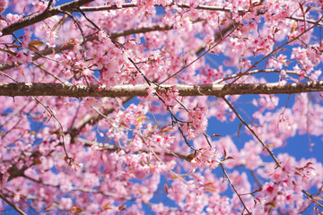 travel in nature concept with pink cherry blossom tree and clear sky in springtime season