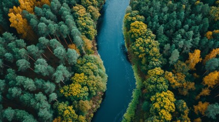 Aerial view of green grass forest with tall pine trees and blue bendy river flowing through the forest - obrazy, fototapety, plakaty