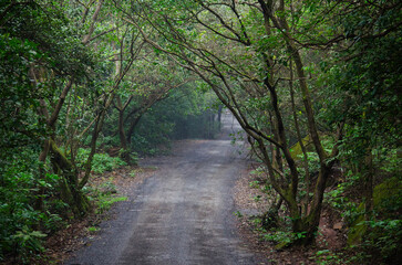 Dense forest with a road. Journey in the nature. Tree tunnel. Background. Backdrop.