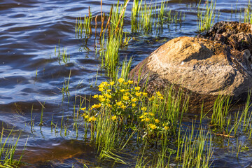 Marsh marigold flowering in the water