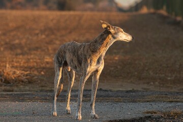 Greyhound