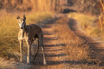 Greyhound