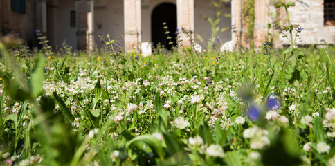 Green lawn of wildflower and herbs foreground with blurry European style building background. - obrazy, fototapety, plakaty