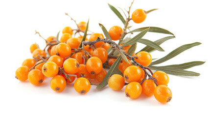 Sea buckthorn berries with leaves isolated on white background. Healthy food.